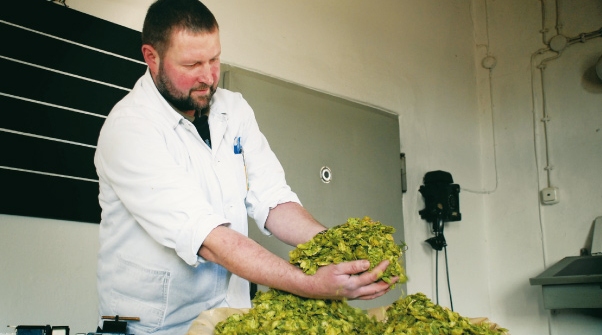 Unser Hopfen bei der Verarbeitung